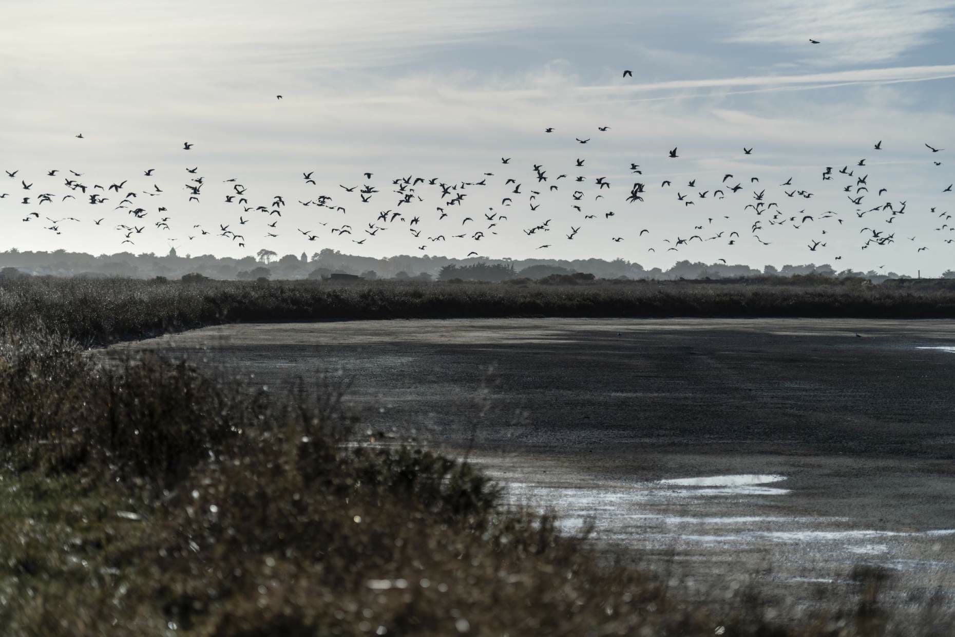 A flock of birds rising over the salt marshes behind L'Herbaudière at first light, low Atlantic sky and reed beds running to the horizon.