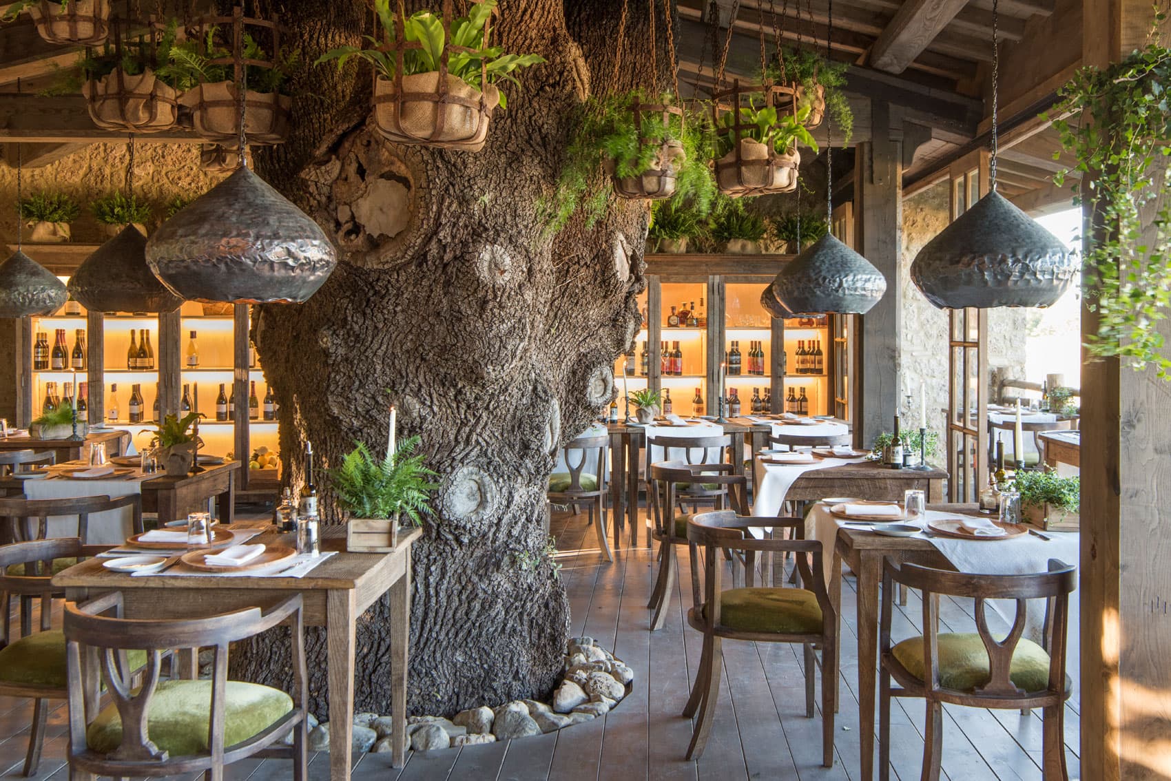Trattoria sull'Albero — tables set around a centuries-old tree at the heart of the dining room.