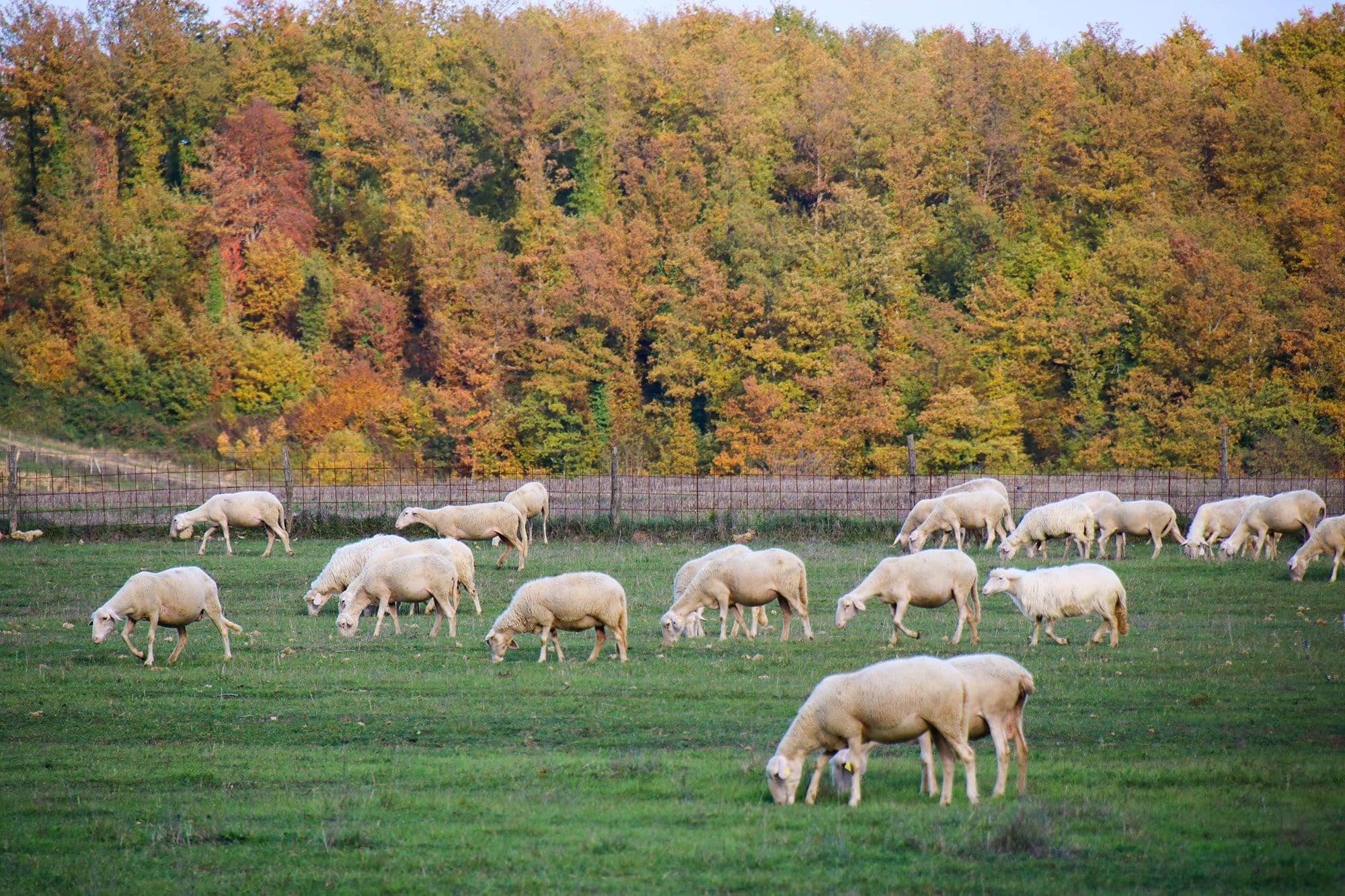 A small flock grazing in the estate's autumn pasture, the hillside woodland turning behind them.