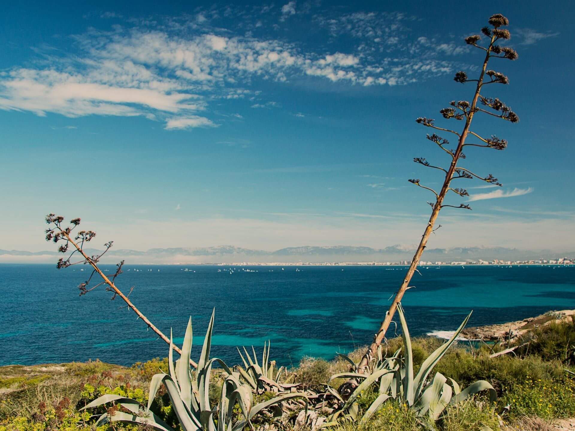 A clifftop view back toward Palma across the bay, agave flowering tall in the foreground and the city's coastline in the distance.