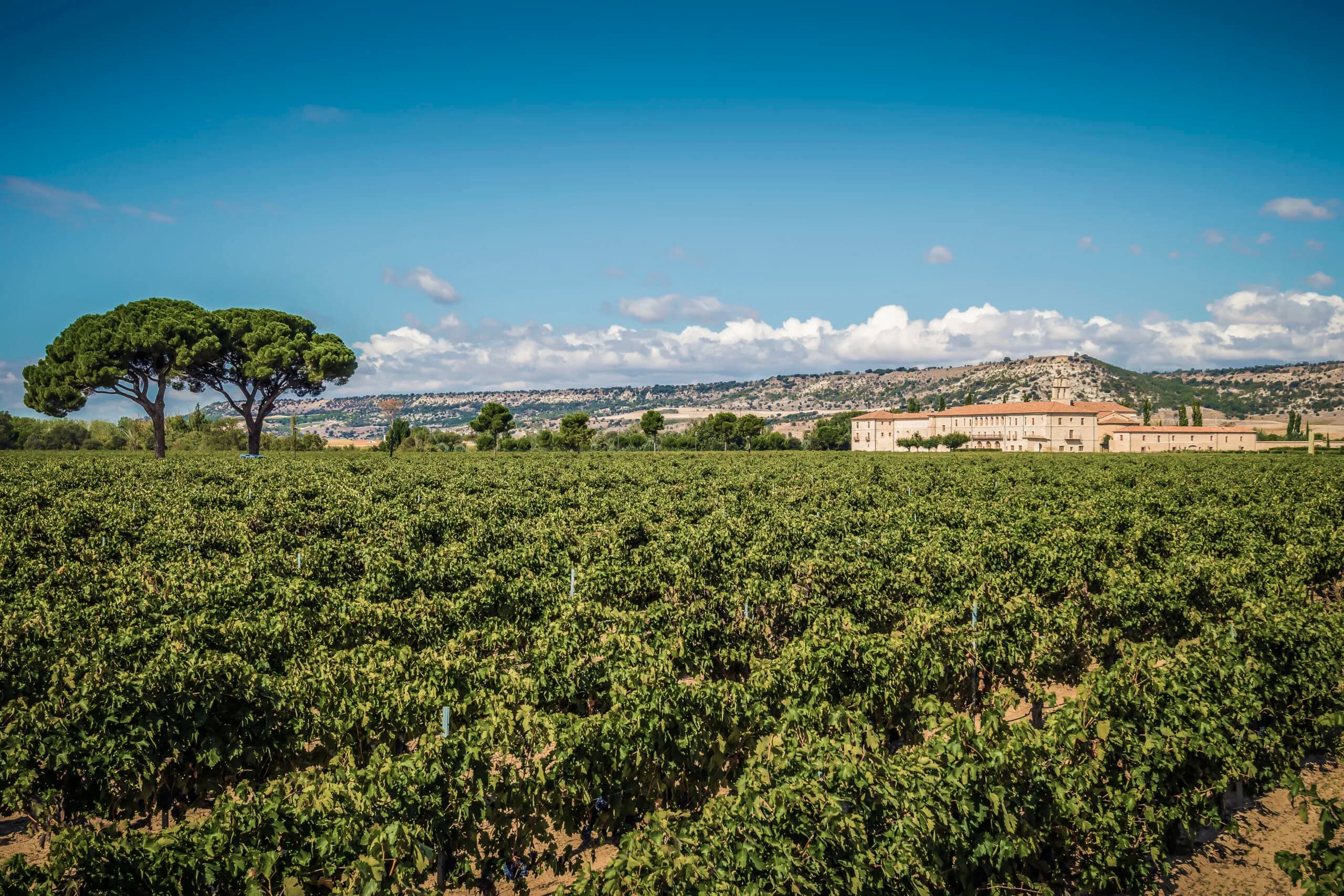 An umbrella pine in the foreground, the abbey rising above its own vineyards in the distance.