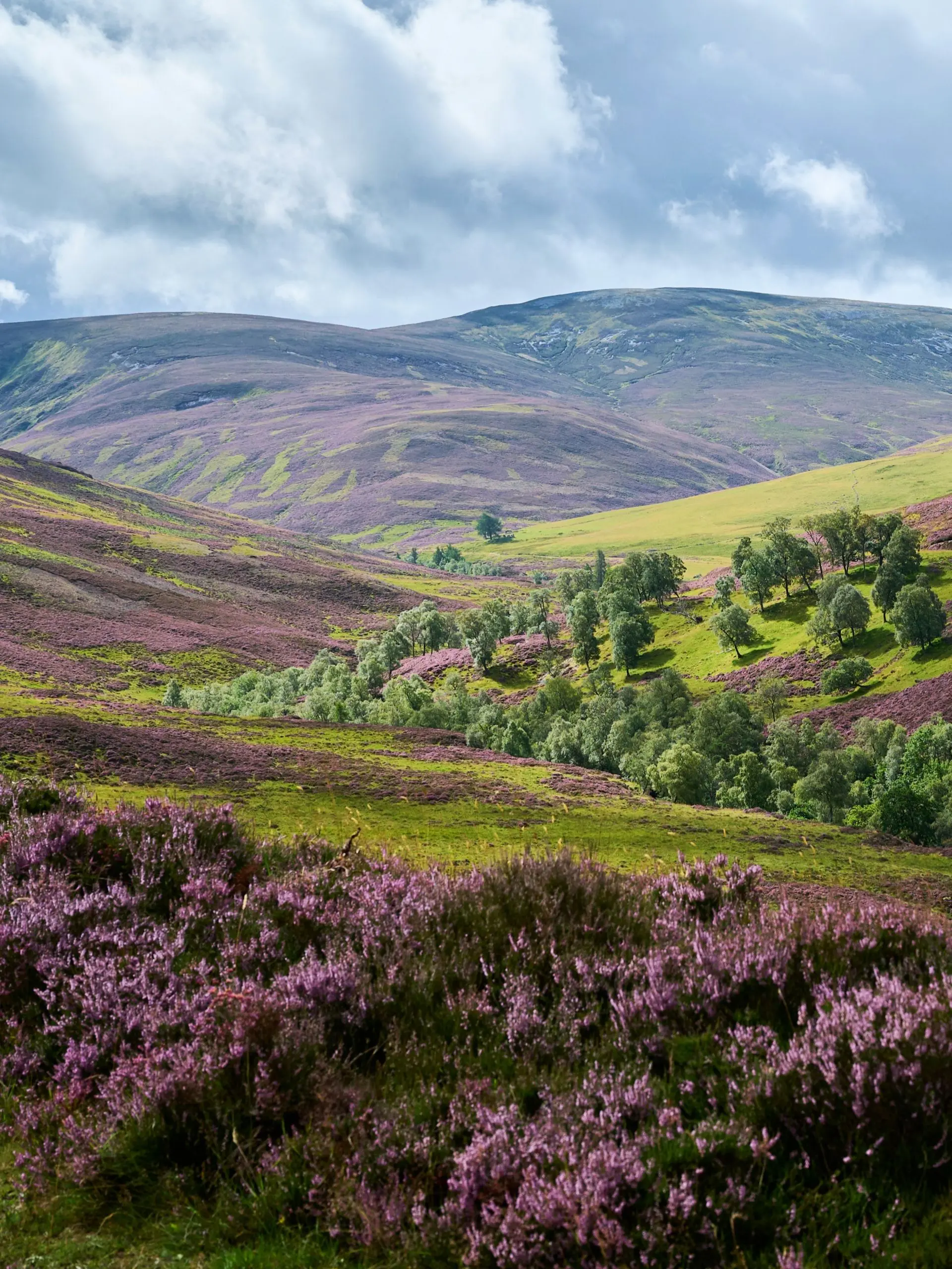 A heather hillside above Braemar in late summer, lilac flowers in the foreground and the green flank of a Cairngorm mountain rising behind.